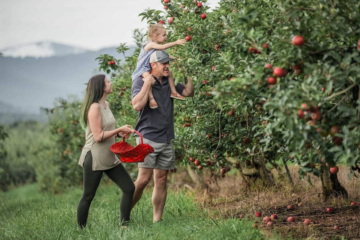 Apple Orchards - Gilmer County Chamber Apple Orchards - Gilmer County Chamber