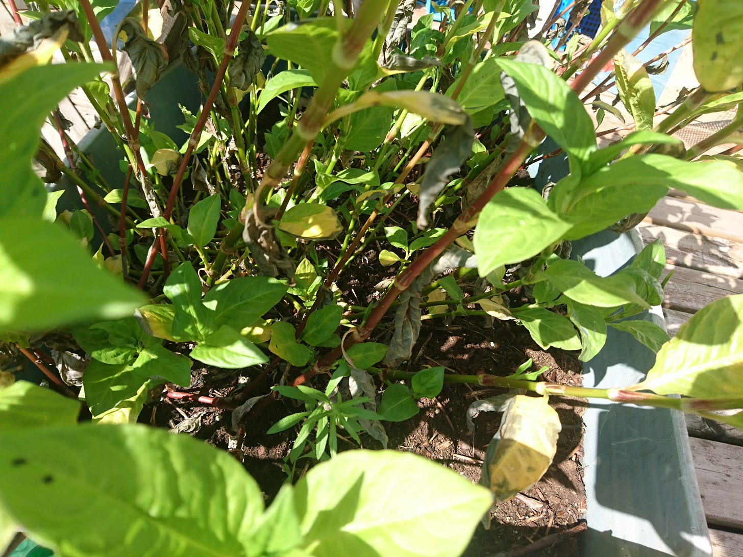 A close up of the indigo plants under the top leaves. The lowest leaves are a deep green