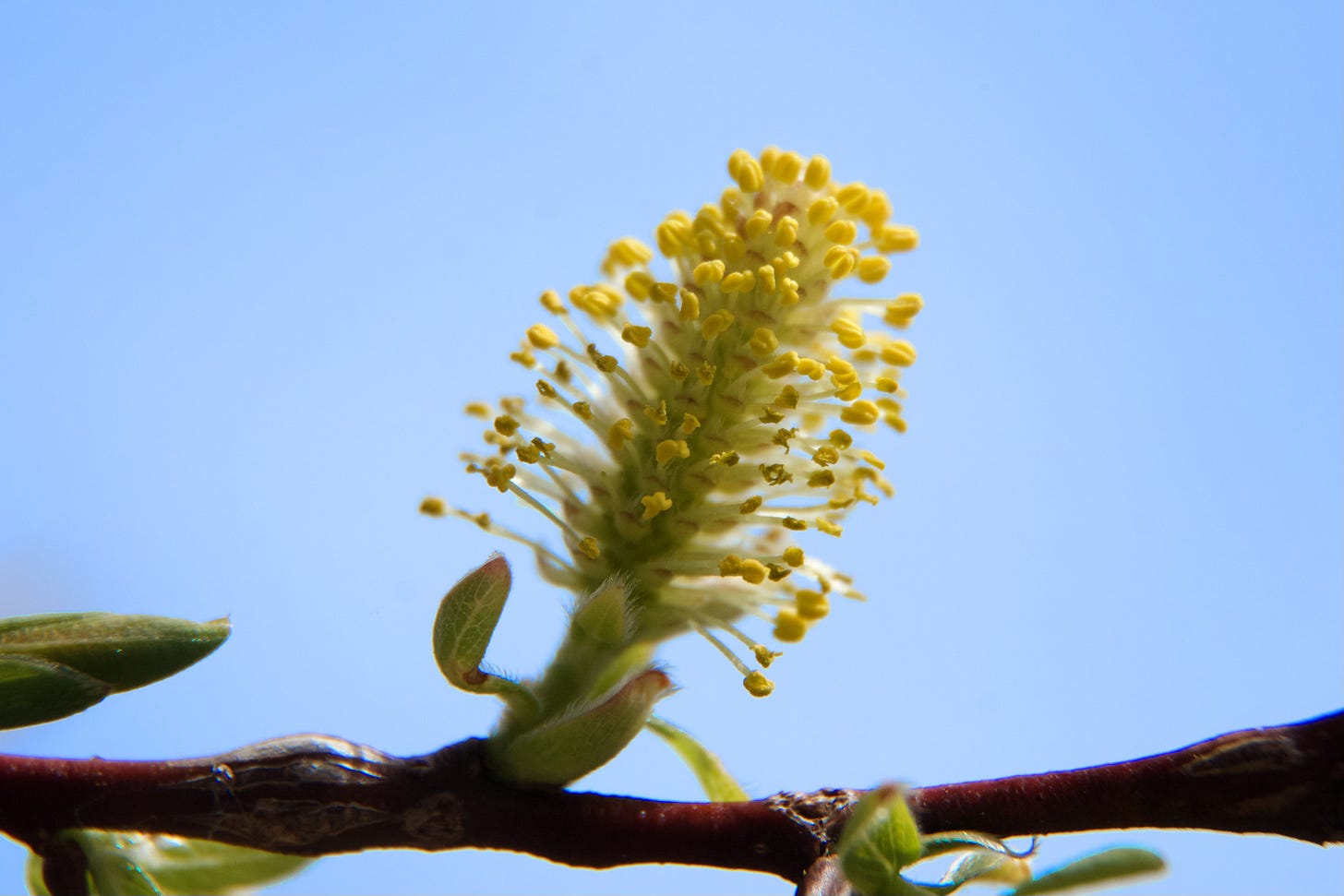 A close-up of a Black Willow blossom shows the detail of yellow tips expanded in a puff of white filaments, dotted along a slender red branch against a bright blue sky.
