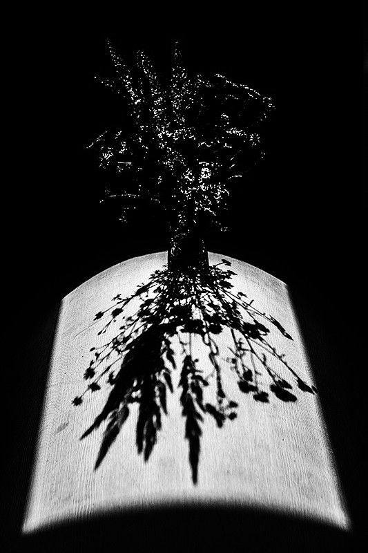 May be a black-and-white image