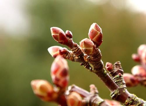 May be an image of stone-fruit tree