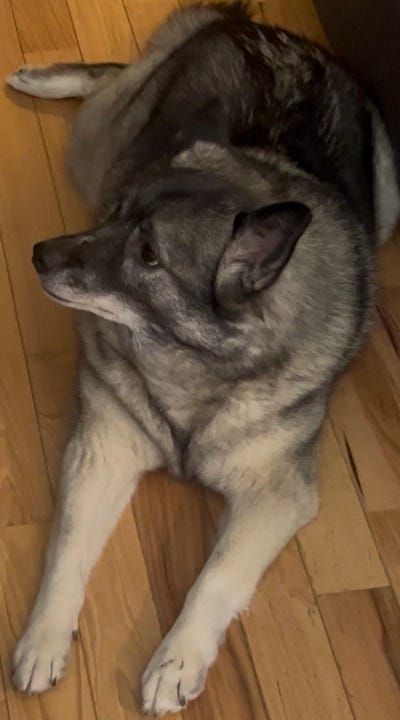 Thora, the Writer Elkhound, is considering her Korean lessons while watching K-Drama.