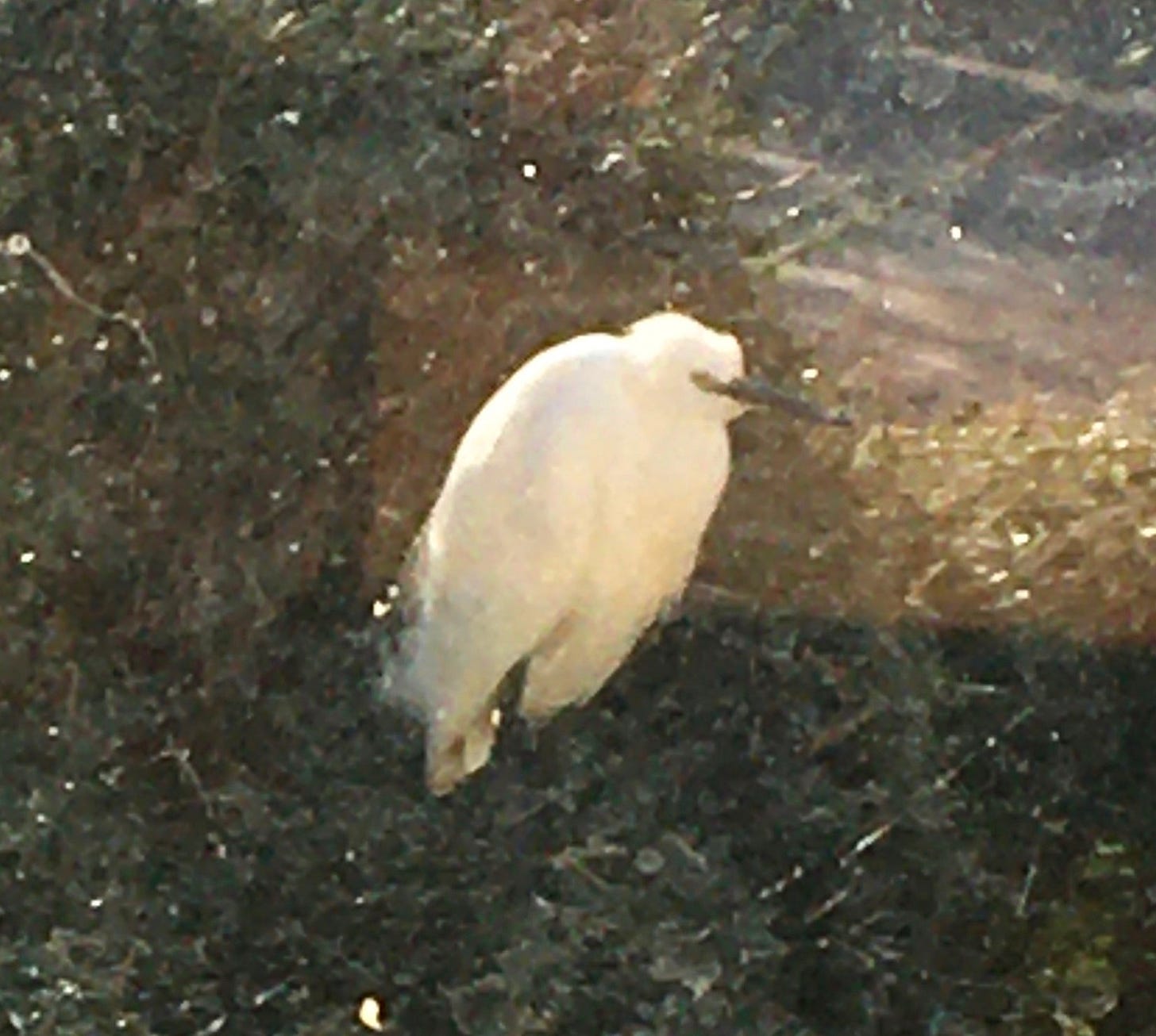 Another incredibly back picture of a large white bird against a dark green background; there are blotches in the picture which suggest it was taken through a damp window Another incredibly back picture of a large white bird against a dark green background; there are blotches in the picture which suggest it was taken through a damp window