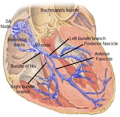 The Conduction System of the Heart The Conduction System of the Heart