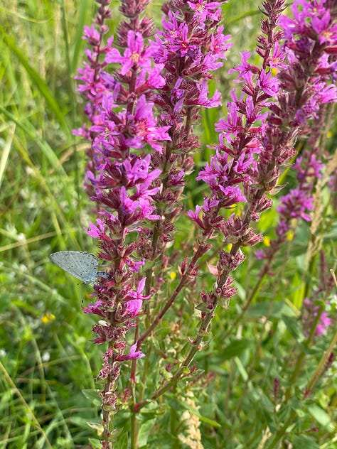 Common Blue butterfly, Pink Cats-tail, Marsh Orchid, Strawberry Clover, Water Mint, Yellow Rattle, Grass of Parnassus, and Red Admiral on Hemp-agrimony.