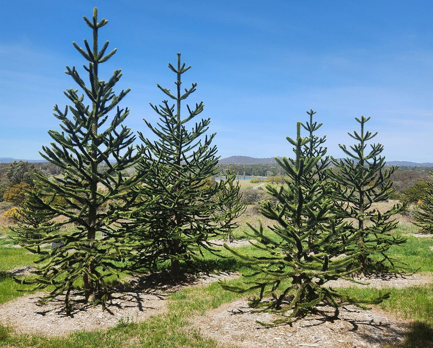 Field of yong monkey puzzle trees = Araucaria araucana