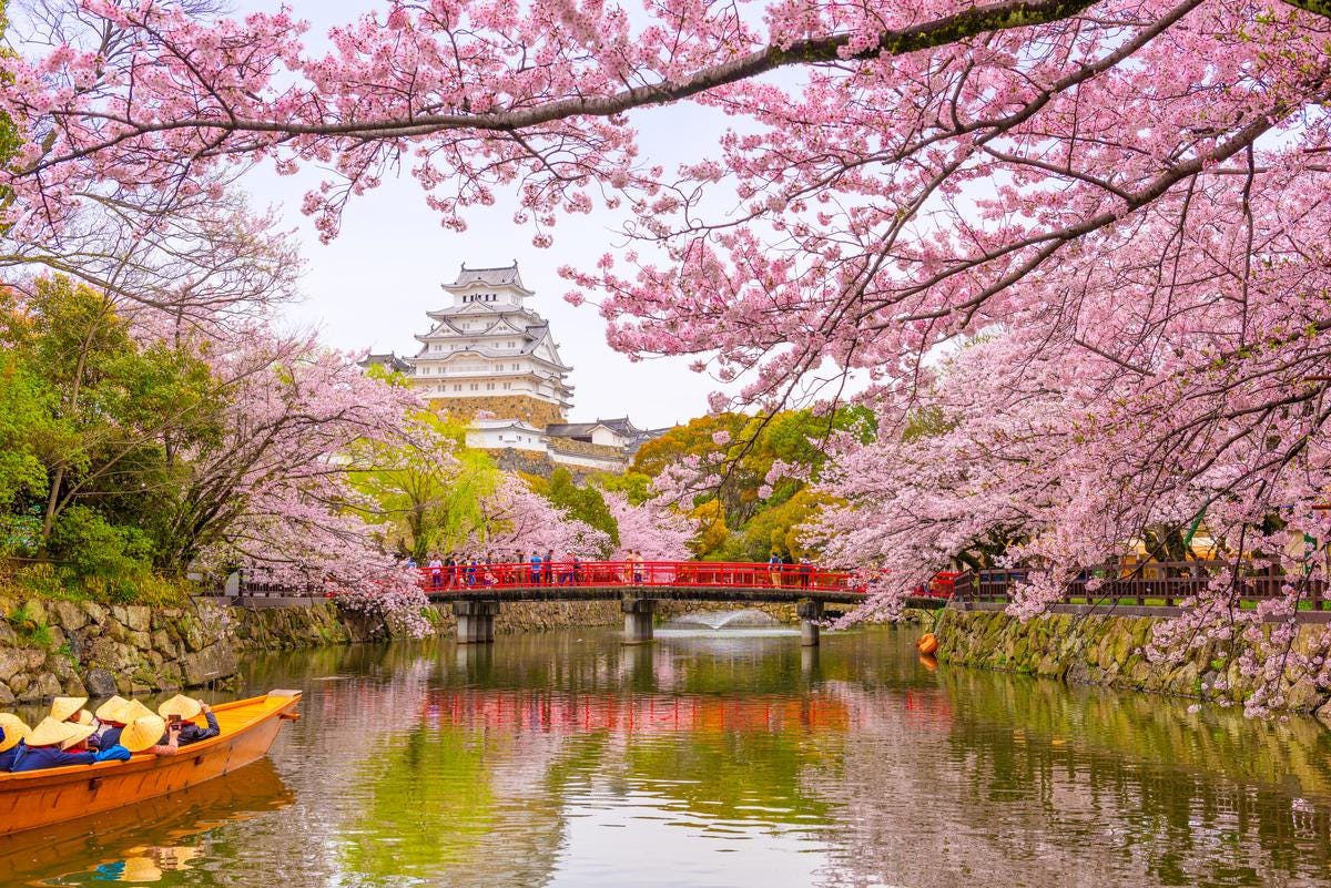 Au Japon, les cerisiers seront en fleurs plus tôt en 2026