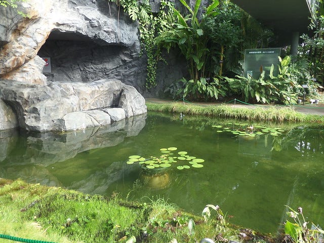 Pond inside the Greenhouse Pond inside the Greenhouse