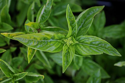 various basil plant varieties
