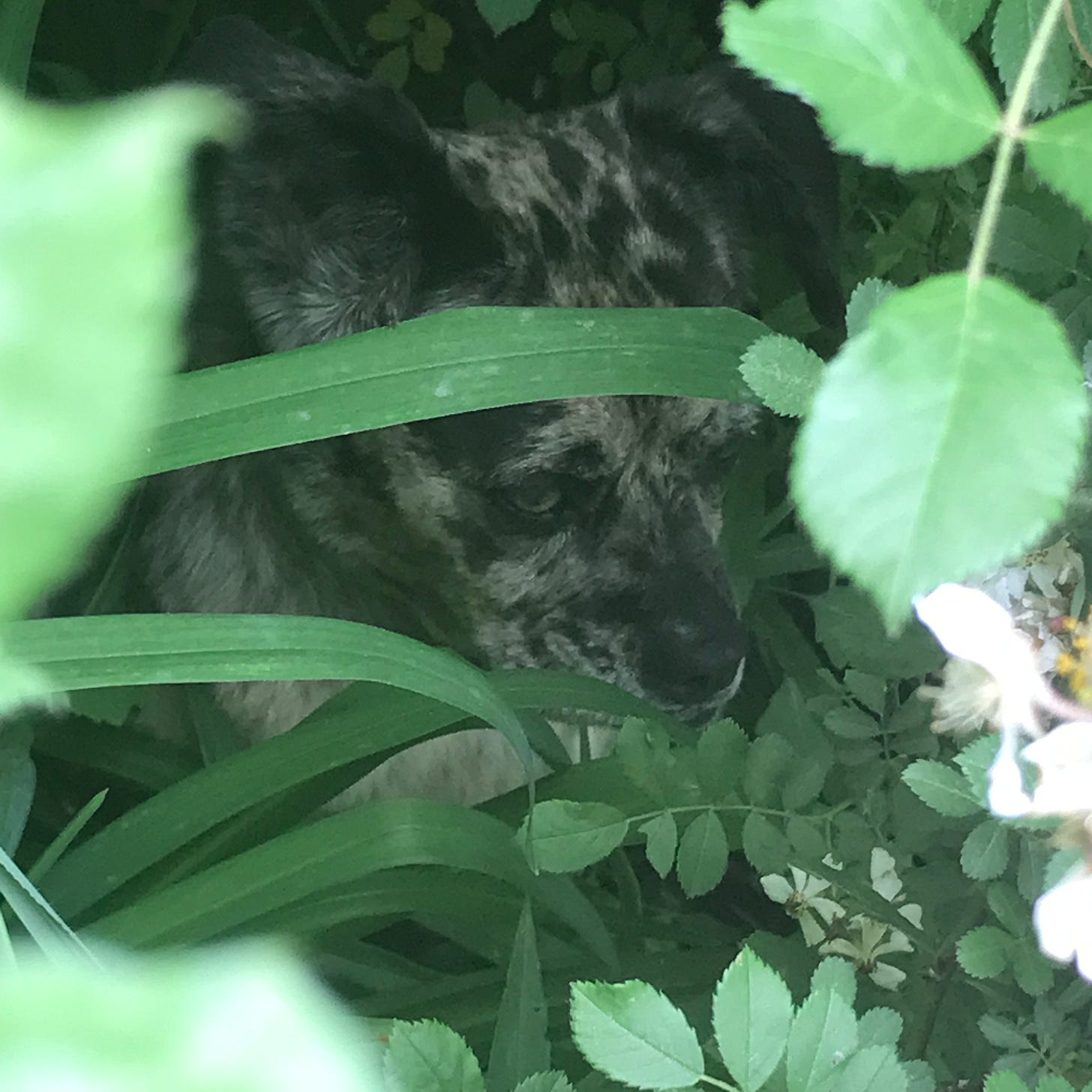 A dog hides in the shade.