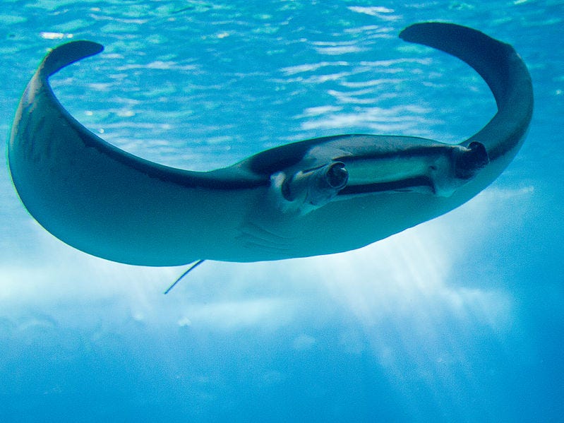 Manta ray