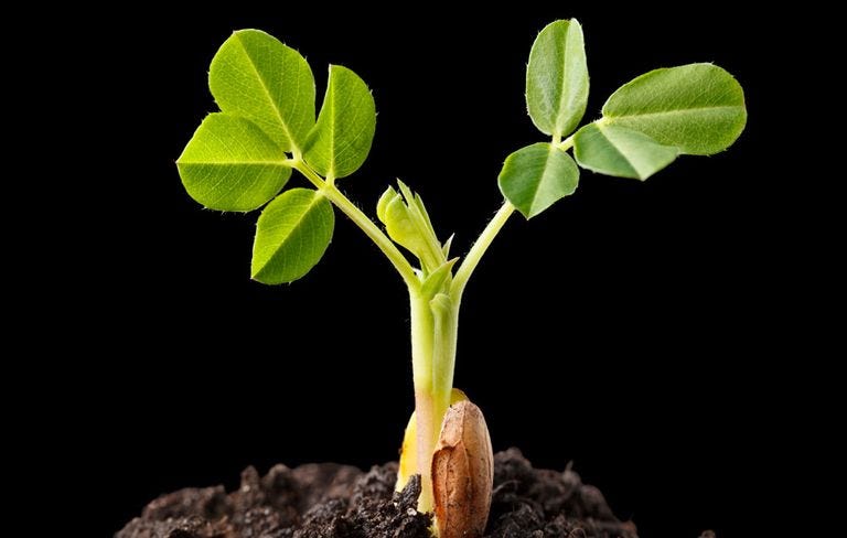 Baby peanut plant