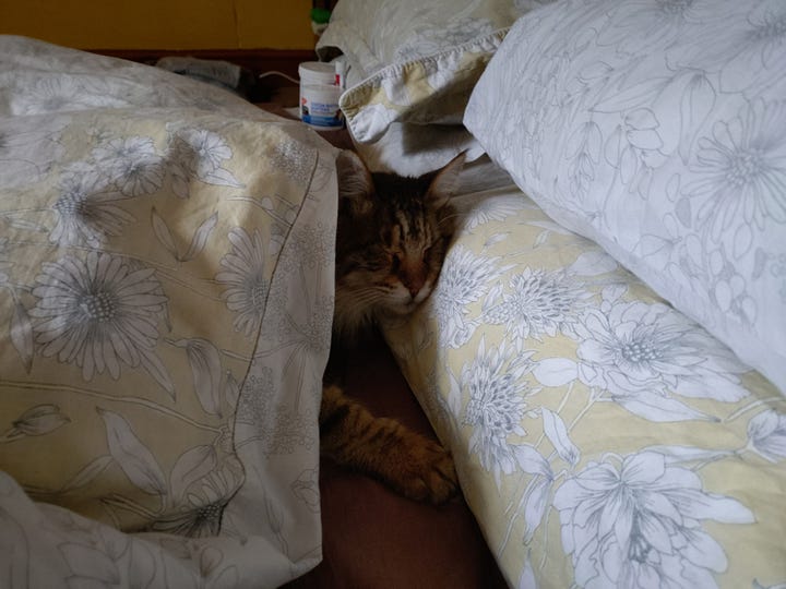 Two images. On the left, both cats curled up together under the duvet beside us as we sleep. On the right, Milly under the duvet with her head resting on teh pillow like a human,