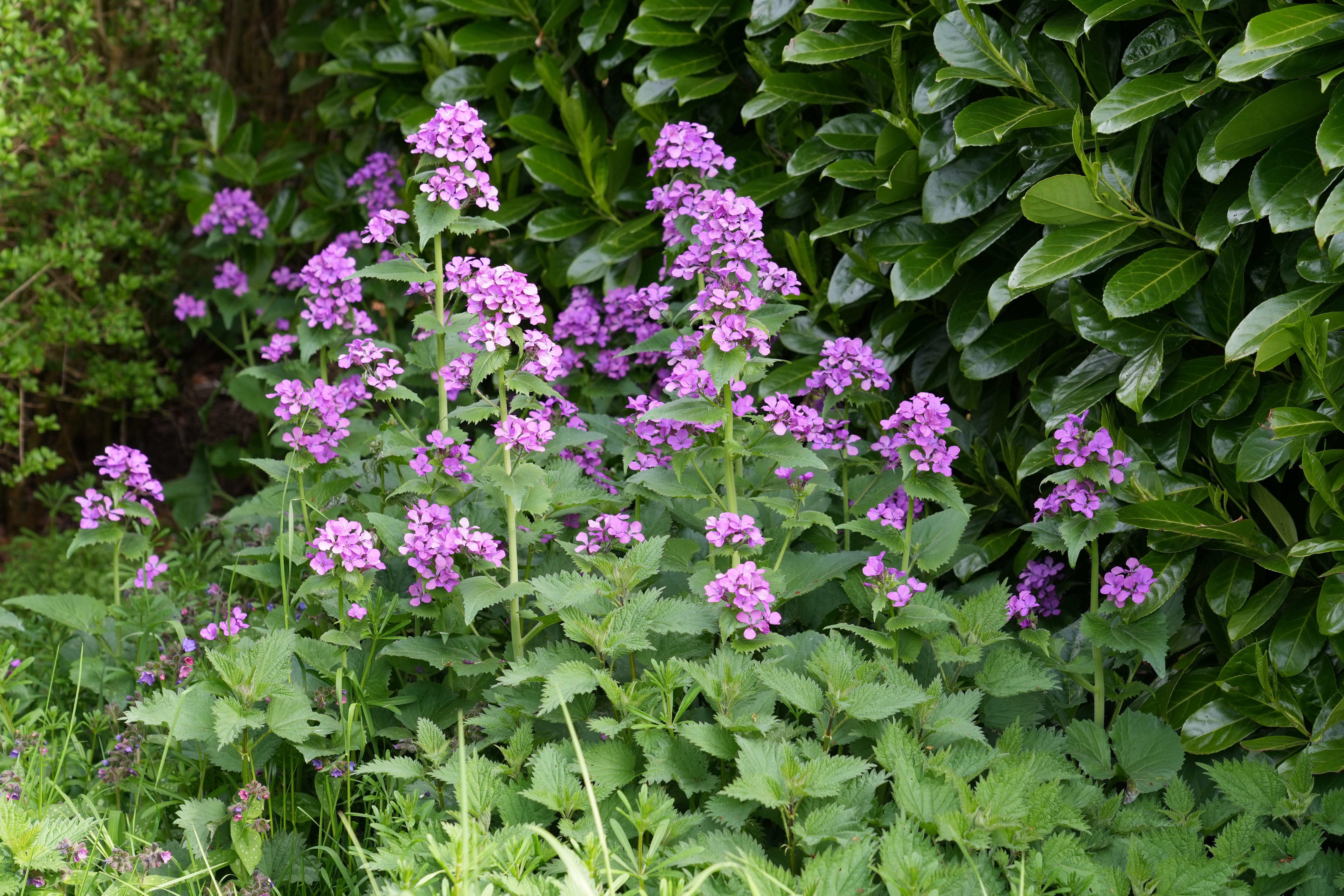 10 plants for early May colour
