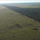 Exclusivo: Cómo el Estado paraguayo dejó impune deforestación ilegal de Chortitzer en tierras Ayoreo