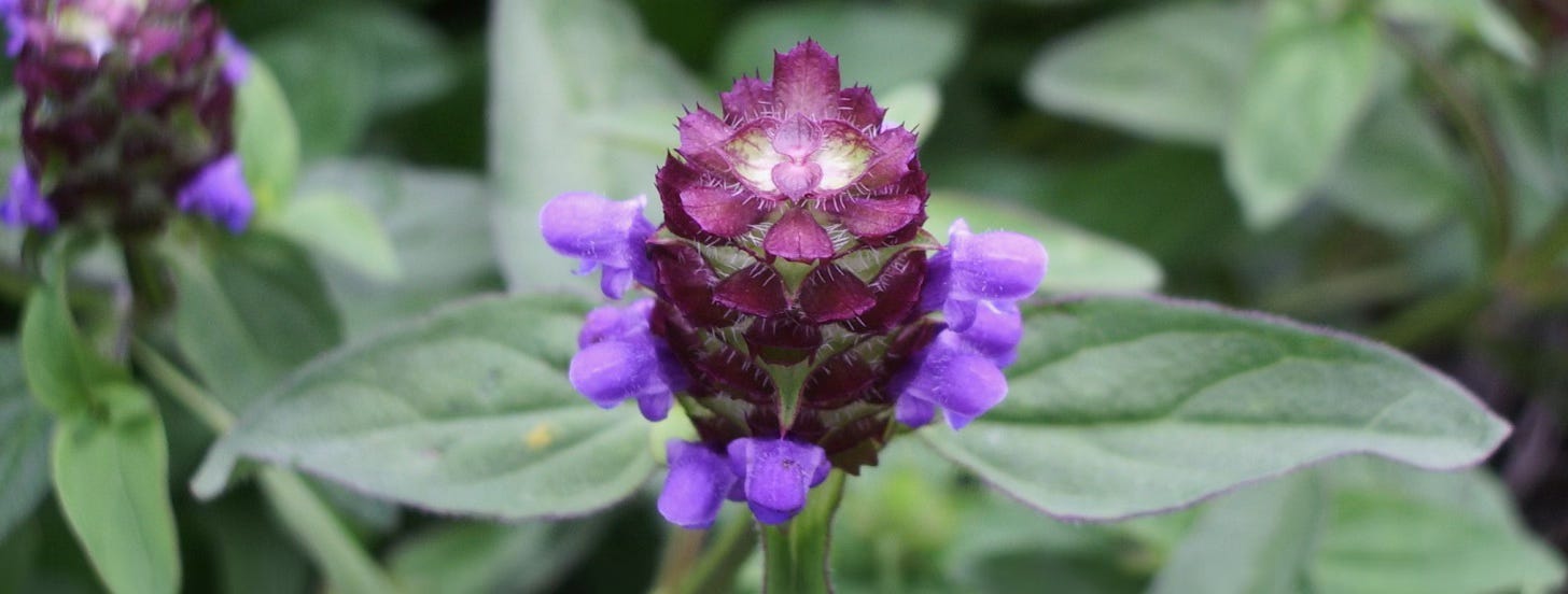 Purplish flower spike of self-heal