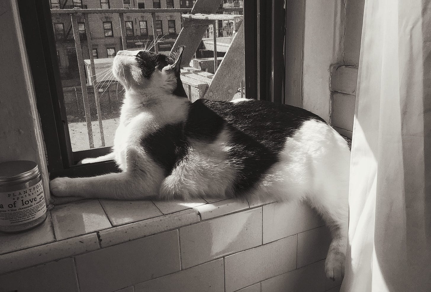 cat Seymour at the window in New York cat Seymour at the window in New York