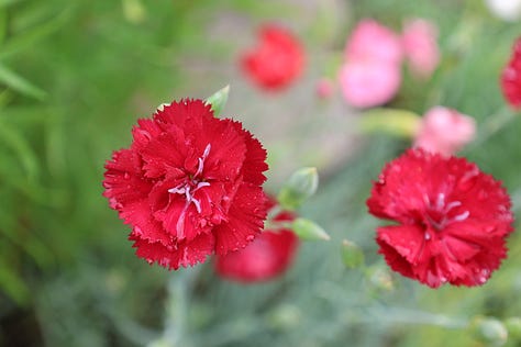 various flowering plants