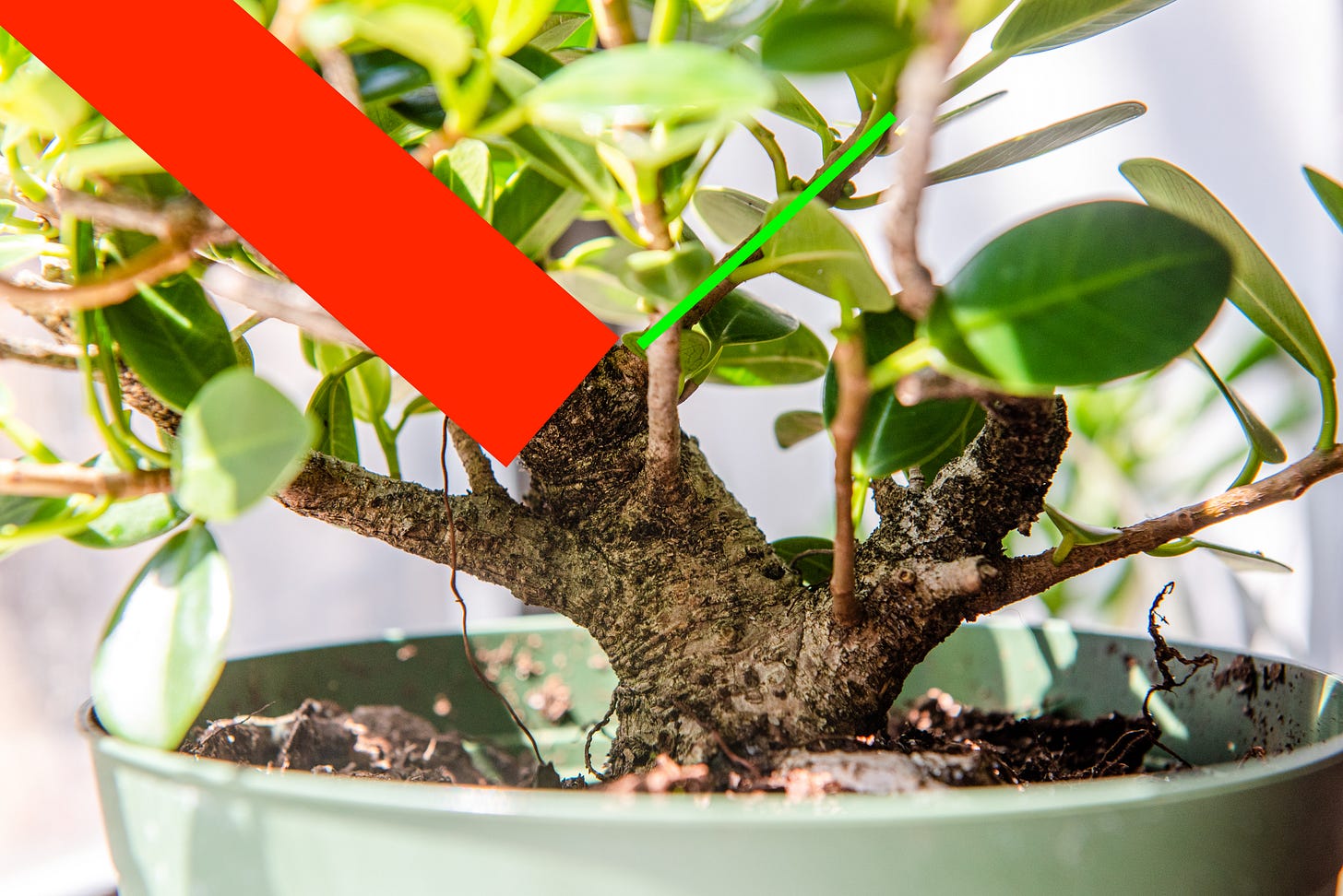 Image description: Ficus microcarpa with lines showing where I will trunk chop the tree and where the new leader will go. End image description.