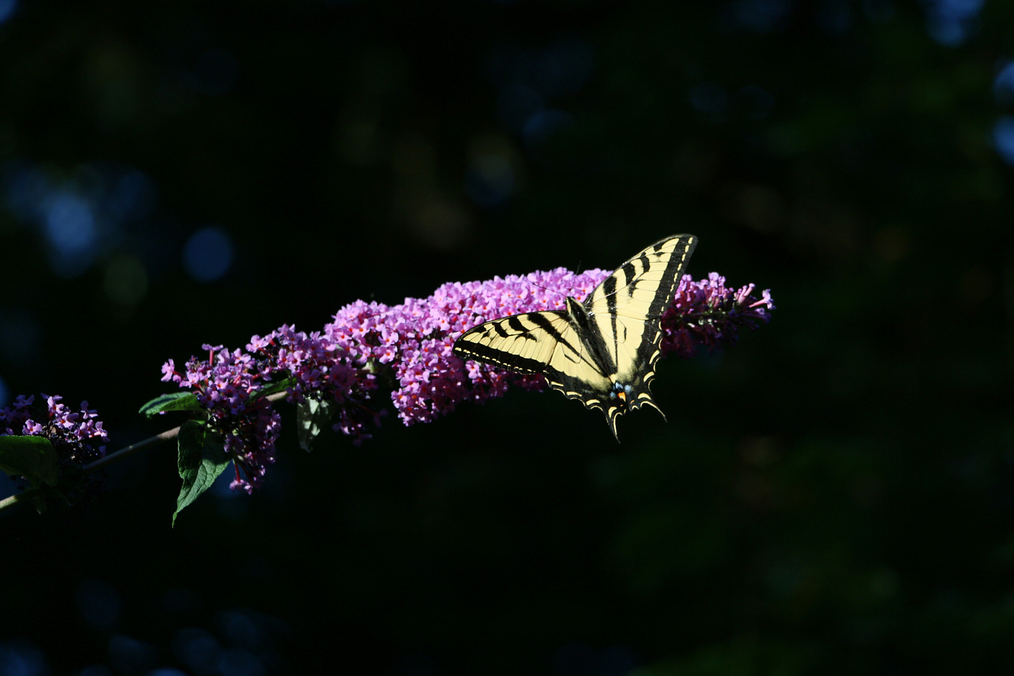 butterfly on lilac