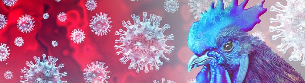 This is a picture of bird flu viruses with a rooster in the background.