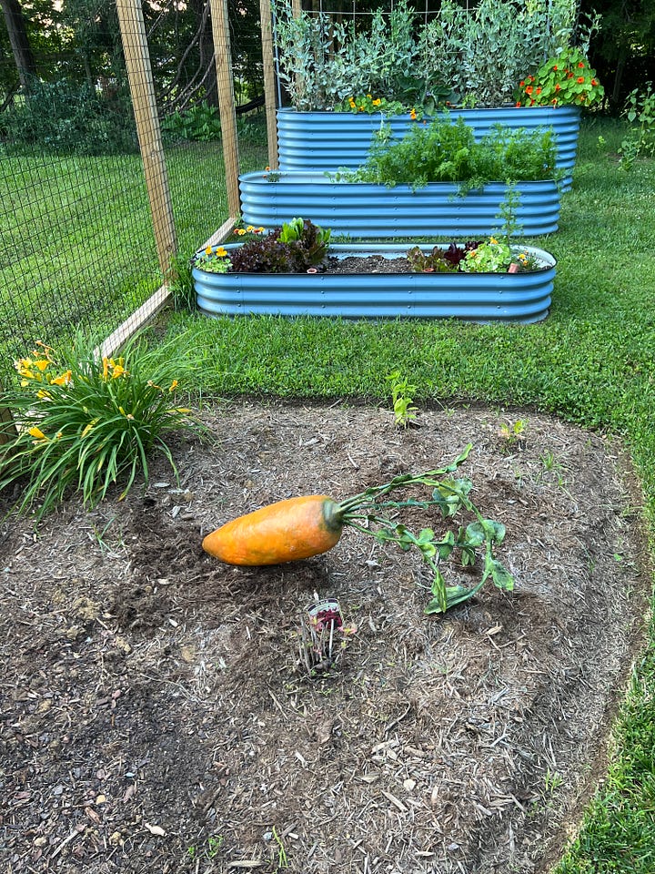 top left: a photo of a sprawling rosebush, top right 3 raised garden beds and a decorative carrot, bottom left: a stone pathway partially covered by a tree, bottom right: a stone pathway and some daffodils and large impatients