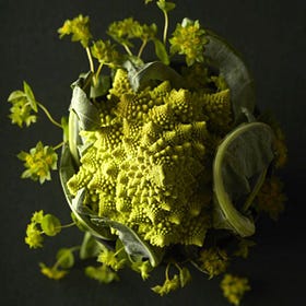 The flavor, a fractal echo of our reality?