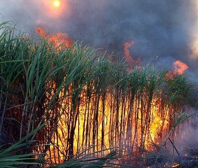 Soot From Sugar Field Burning Plagues Florida Towns with 'Black Snow' | The  Weather Channel