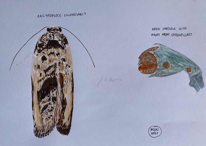 Felt pen drawings of Neomycta rubida with leaf damage and Argyroploce chlorosaris with holes bored in seed capsules