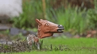 squirrel GIF squirrel GIF