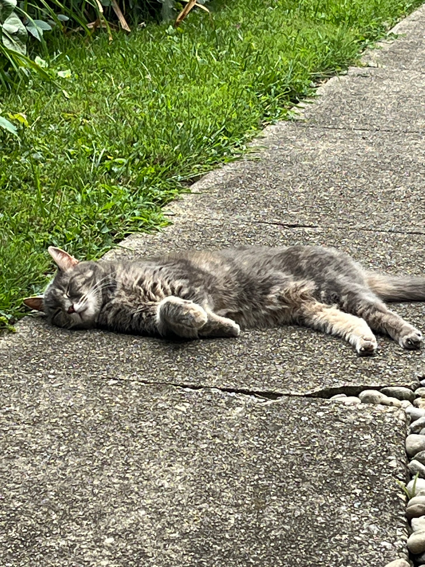 Grey striped cat lying on cement path with eyes closed and body relaxed in the sun Grey striped cat lying on cement path with eyes closed and body relaxed in the sun