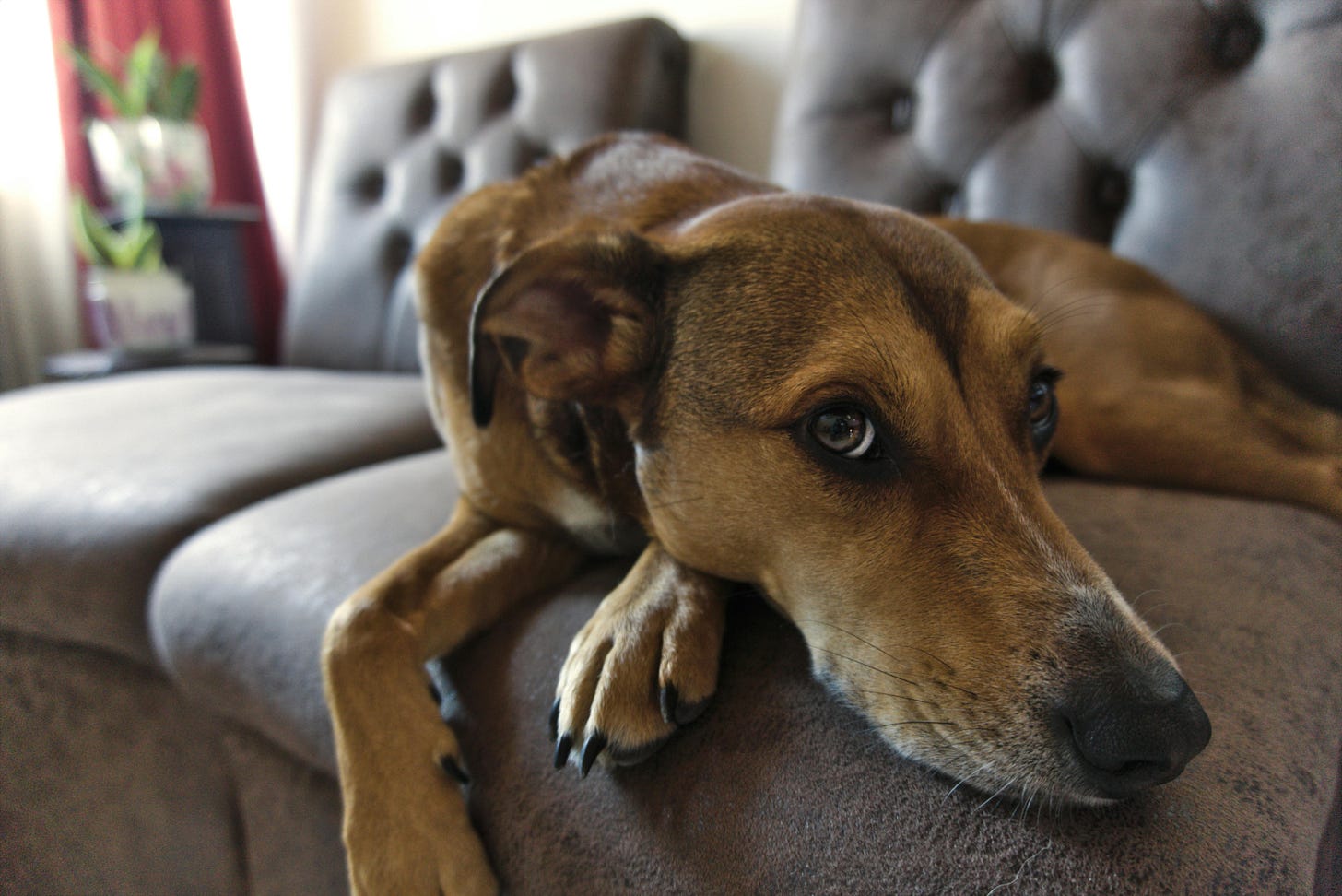 Brown dog with long nose sits on a two-seater couch