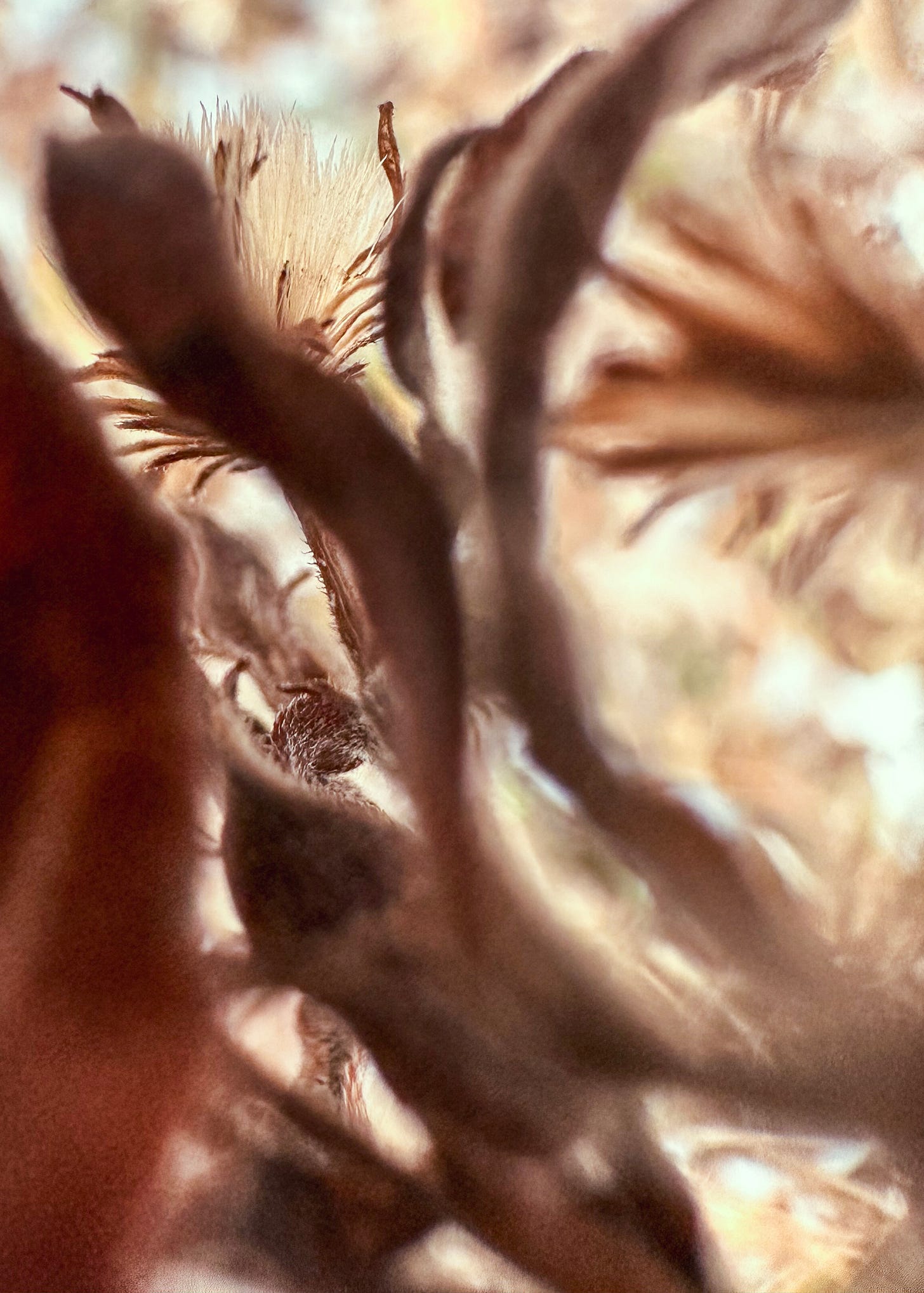 Close up of a plant