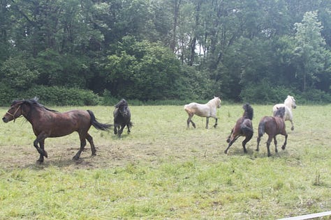 Pictures of horses in a pen