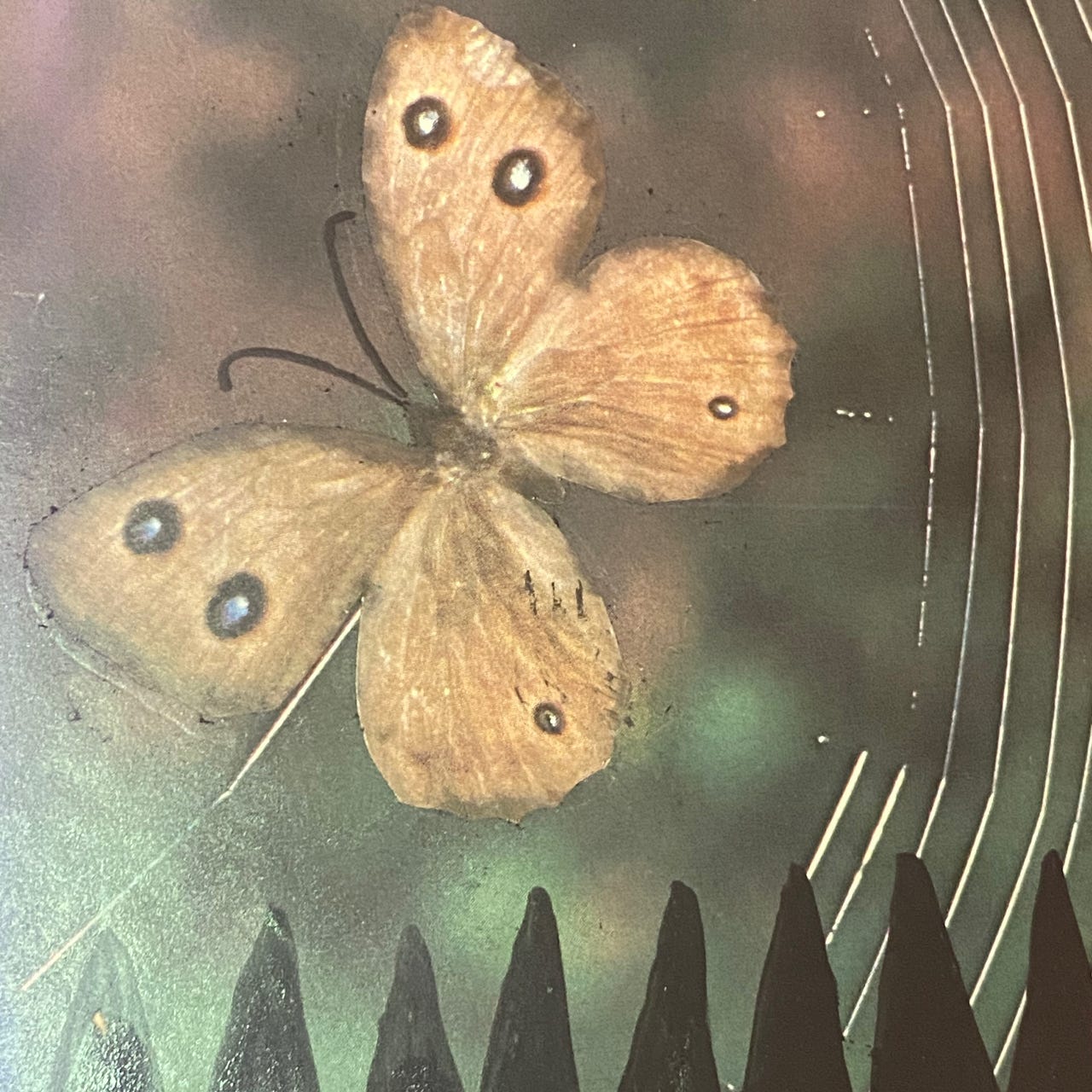 The Borboleta Letters: My Butterfly Life