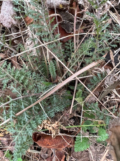 a winter baby yarrow plant a winter baby yarrow plant