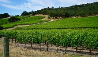 Typical Coombsville vineyards Typical Coombsville vineyards