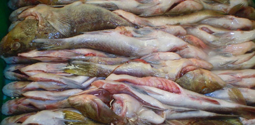 Verdillo comprar en Ensenada