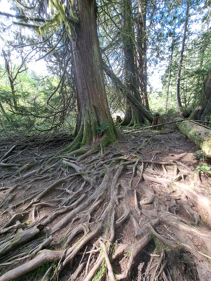 Photos of a waterfall, tree roots coming out of the ground, a rocky beach, a woman standing in front of a very large rock