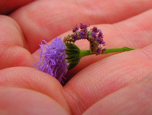 caterpillar camouflage