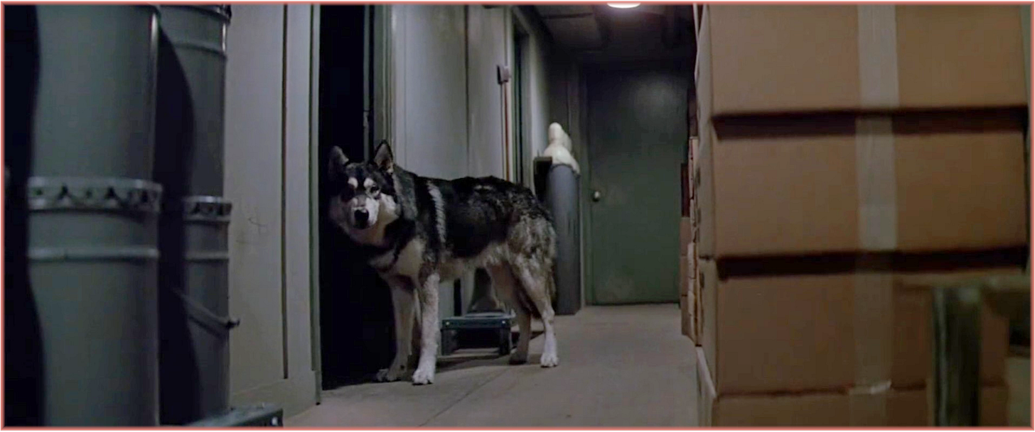 Medium shot from The Thing (1982): Jed, the half-wolf hybrid playing the Dog-Thing, stands still in a narrow corridor of Outpost 31, facing the camera with a calm, studying gaze.