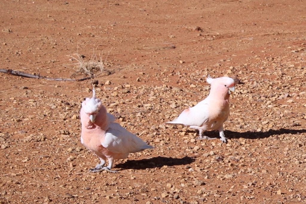 cockatoos cockatoos