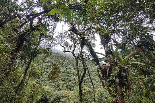 Estudo aponta recuperação de 1,67 milhão de hectares (Foto: Vinicius Tonetti)