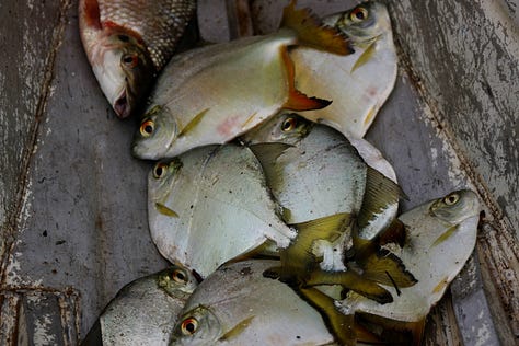 Monitoring aquatic life. Credit: Anita Makri