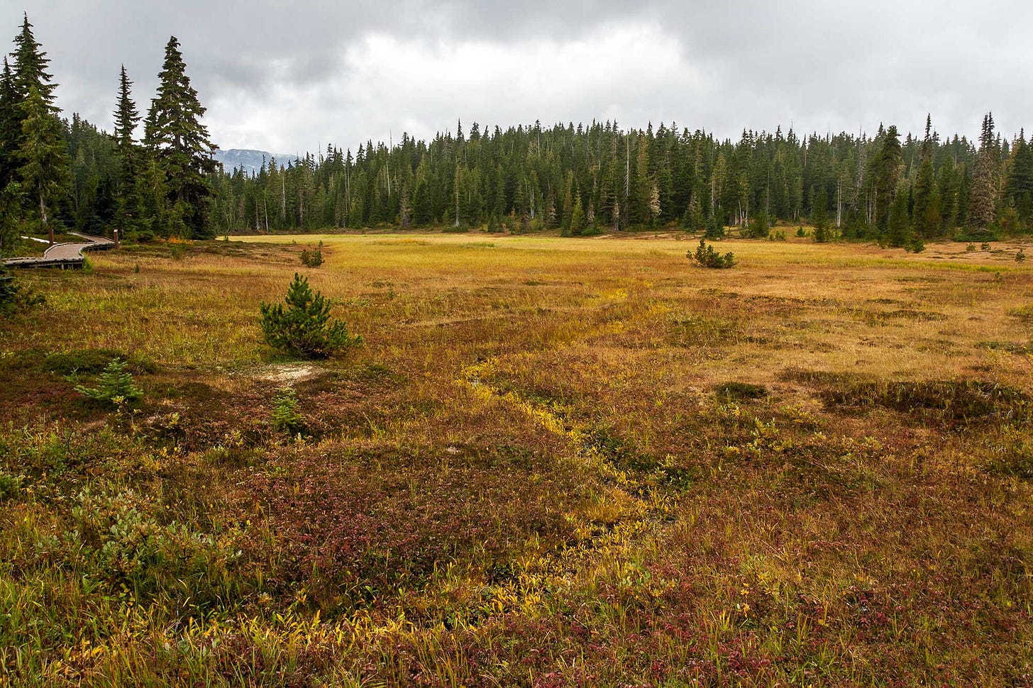 bright yellow plants mark the winding path of a tiny stream through a field in red and yellow autumn colors