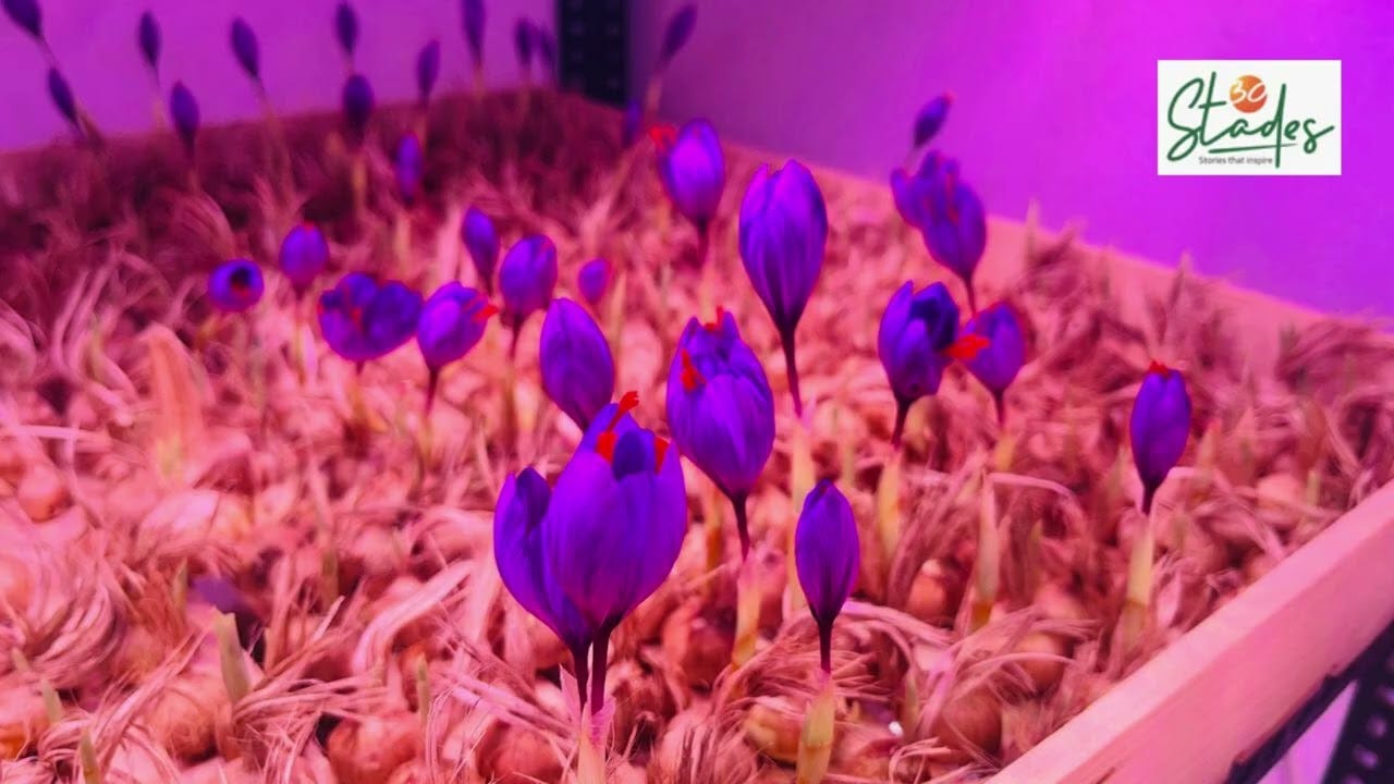Nagpur couple grows saffron in 400 sq ft room; annual revenues at Rs40 lakh Nagpur couple grows saffron in 400 sq ft room; annual revenues at Rs40 lakh