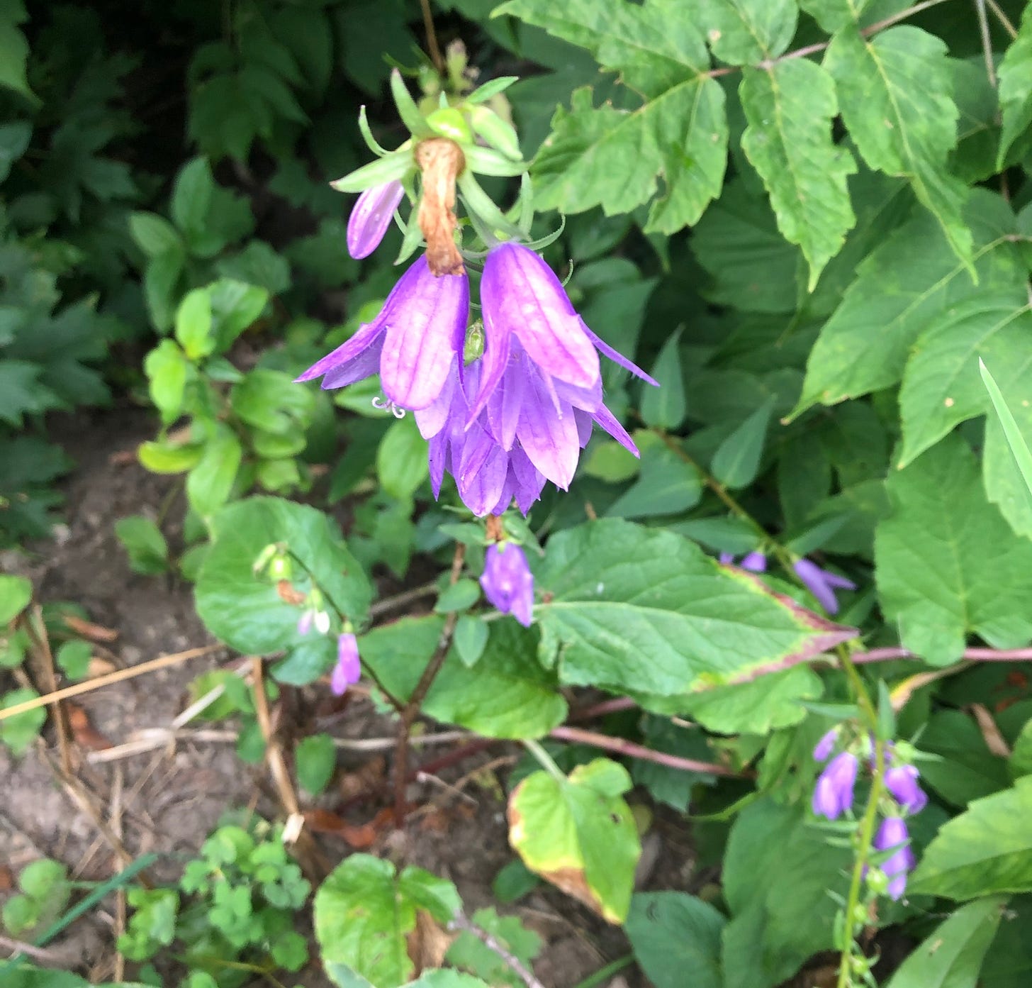 This is invasive and should be removed everywhere - Creeping Bellflower. This is invasive and should be removed everywhere - Creeping Bellflower.