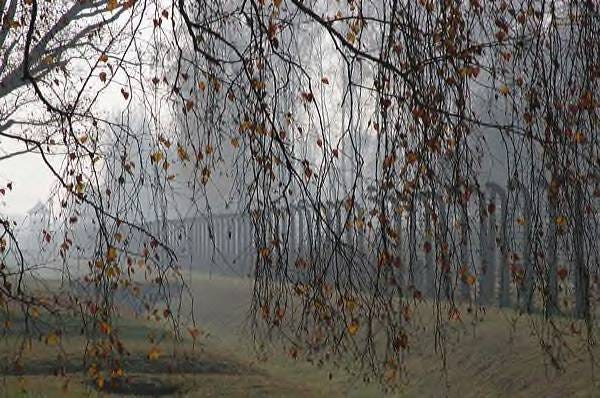 Branches and Barbed Wire