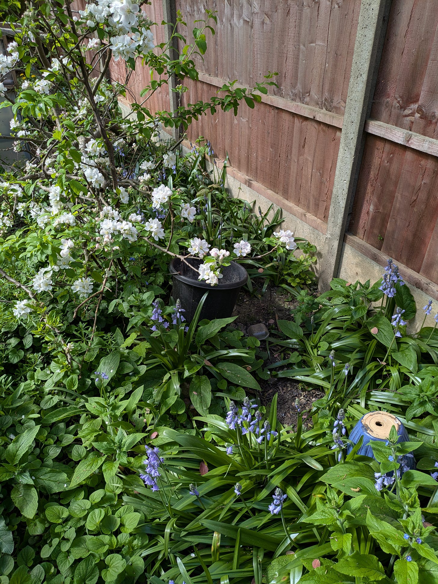 ID. A photo of the bluebells in my garden, they are cheerfully and haphazardly poking out of a mess of green leaves and ground cover. There is also the an apple tree with white blossom. Everything feels like it is glowing in Spring sunshine - even the normally very dull brown fence. ID. A photo of the bluebells in my garden, they are cheerfully and haphazardly poking out of a mess of green leaves and ground cover. There is also the an apple tree with white blossom. Everything feels like it is glowing in Spring sunshine - even the normally very dull brown fence.