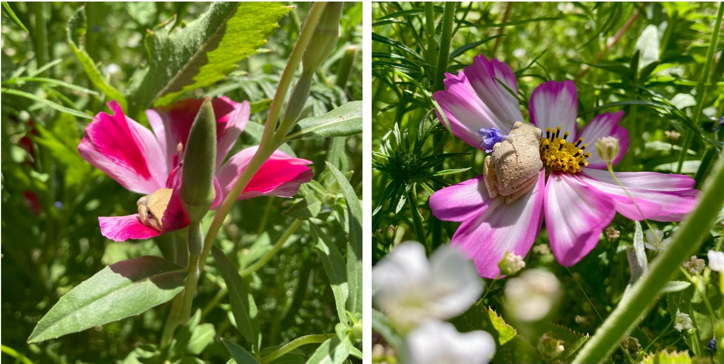 Frogs sitting in flowers